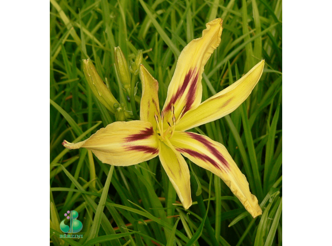 Hemerocallis   'Free Wheelin'